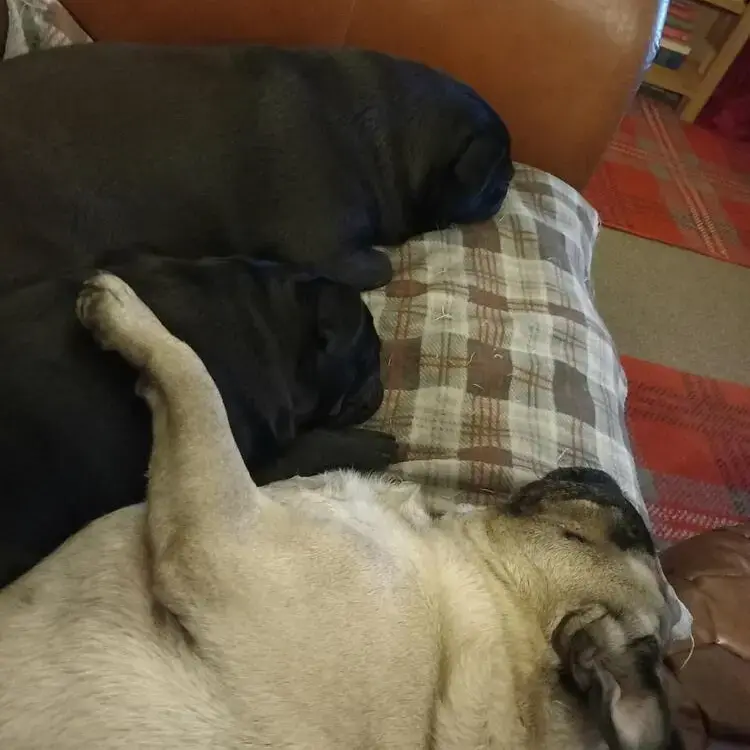 Pug