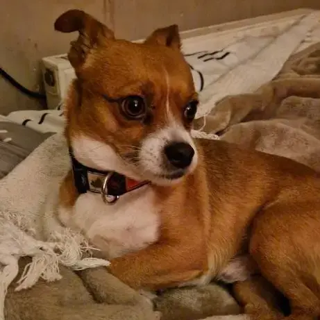 Jack Russell Terrier