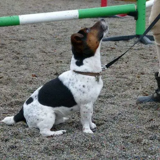 Jack Russell Terrier