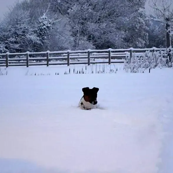 Jack Russell Terrier