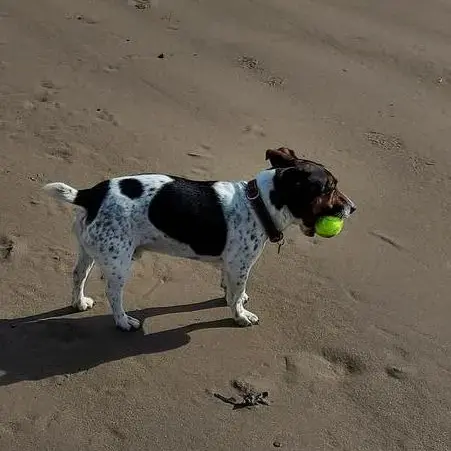 Jack Russell Terrier