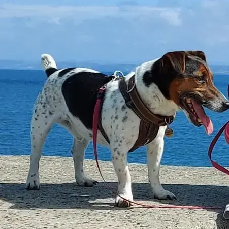 Jack Russell Terrier
