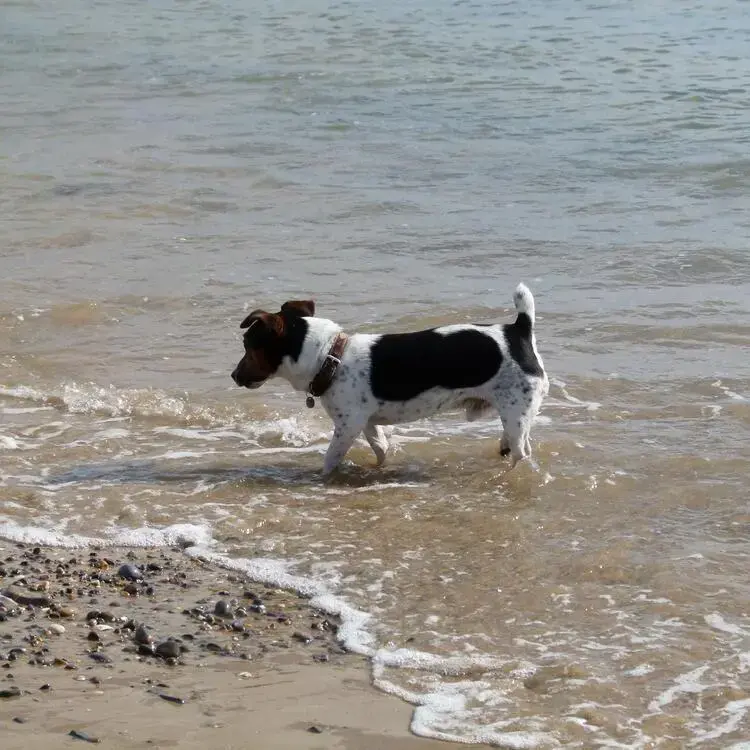 Jack Russell Terrier