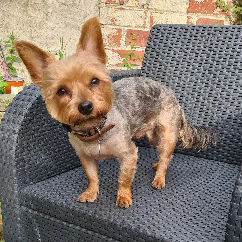 Yorkshire Terrier