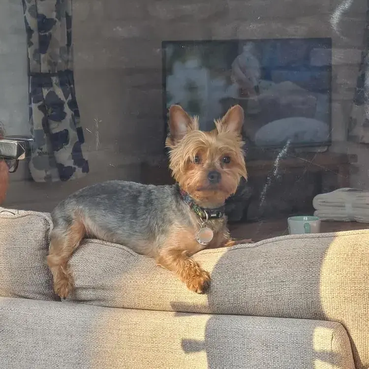 Yorkshire Terrier