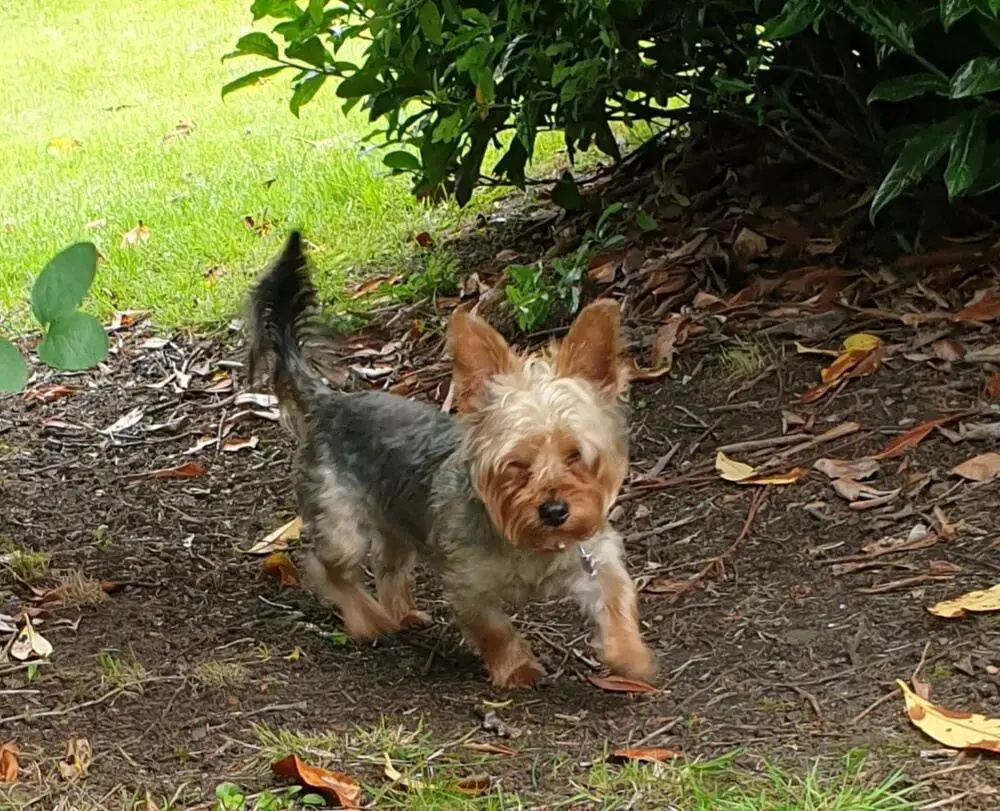 Yorkshire Terrier