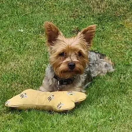 Yorkshire Terrier