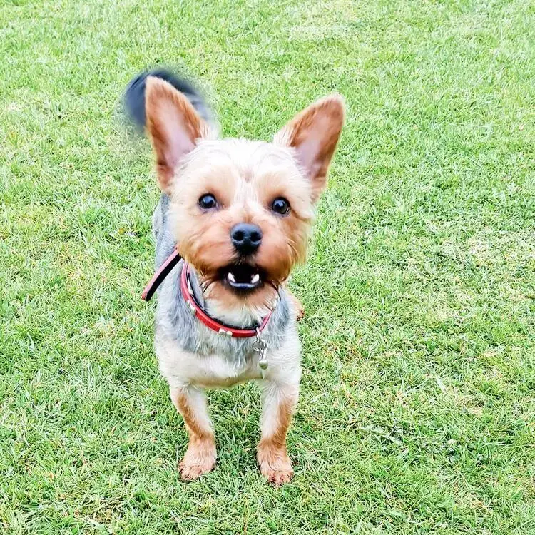 Yorkshire Terrier