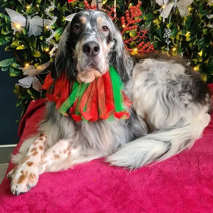 English Setter