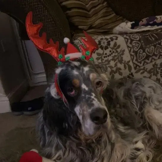 English Setter