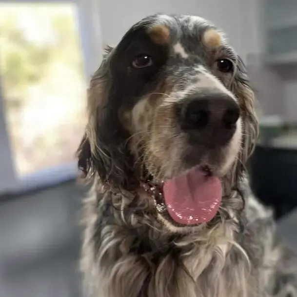 English Setter