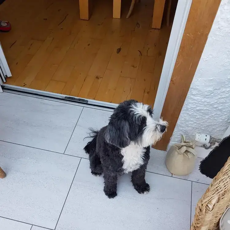 Tibetan Terrier