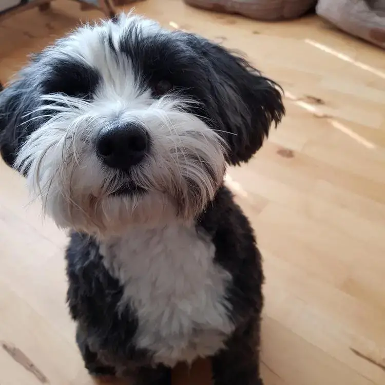 Tibetan Terrier