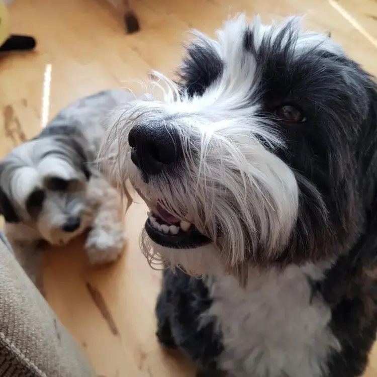 Tibetan Terrier