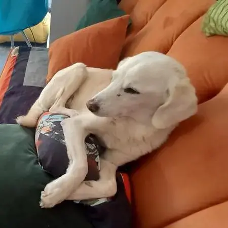 Labrador Retriever