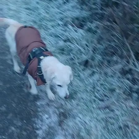 Labrador Retriever