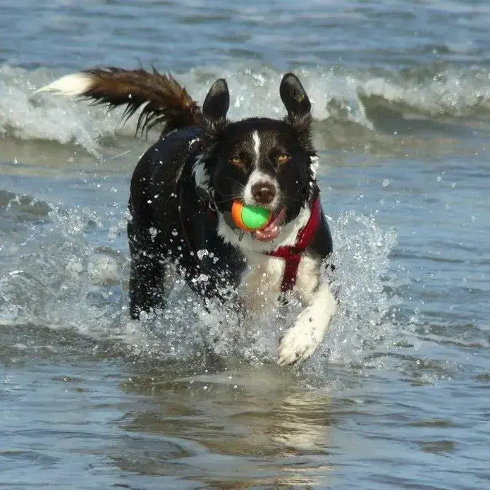 Border Collie