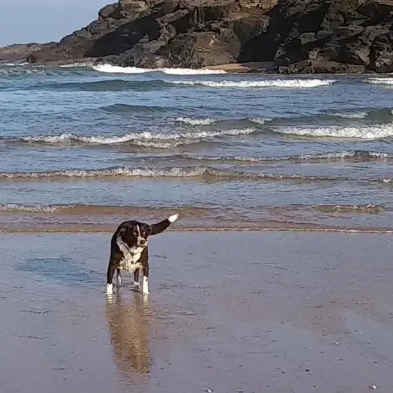 Border Collie