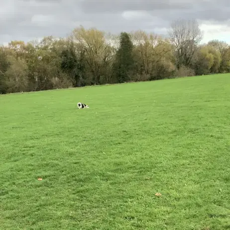 English Springer Spaniel