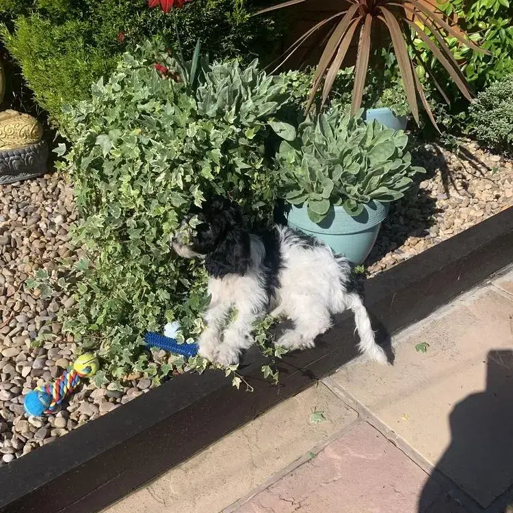 English Springer Spaniel