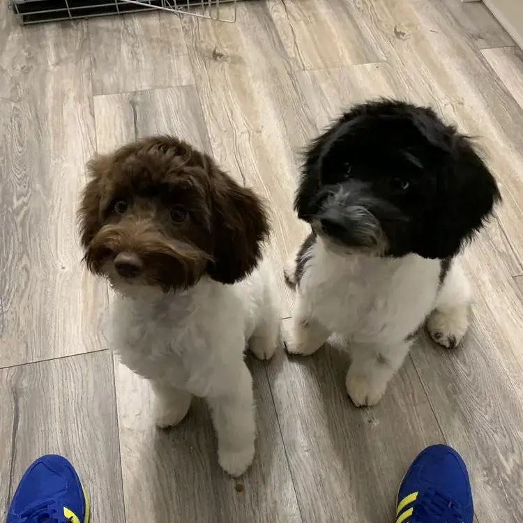 English Springer Spaniel