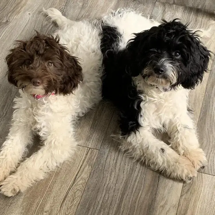 English Springer Spaniel