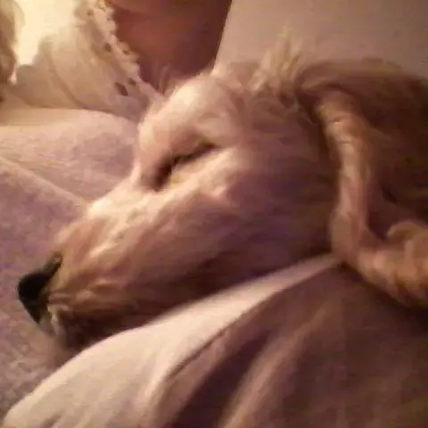 Cockapoo