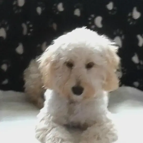 Cockapoo