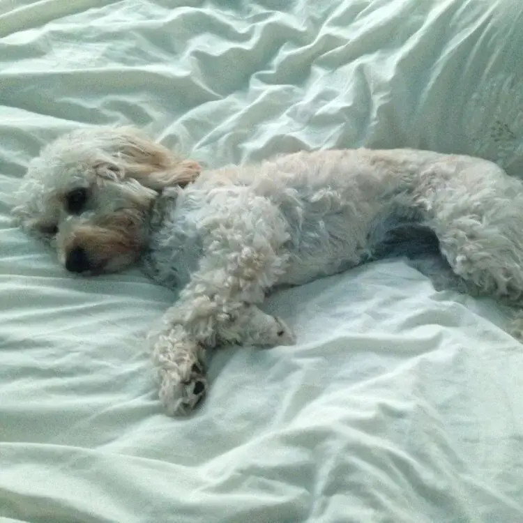 Cockapoo