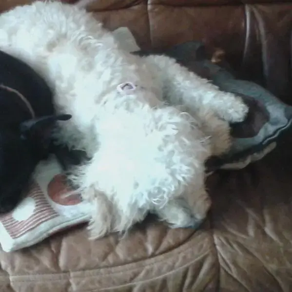 Cockapoo