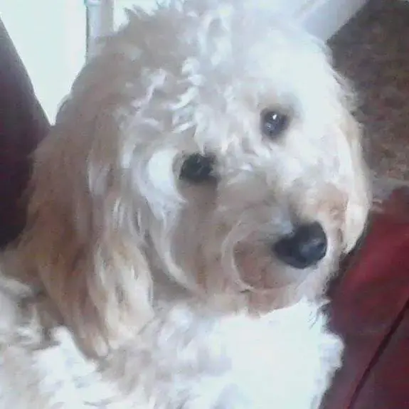 Cockapoo