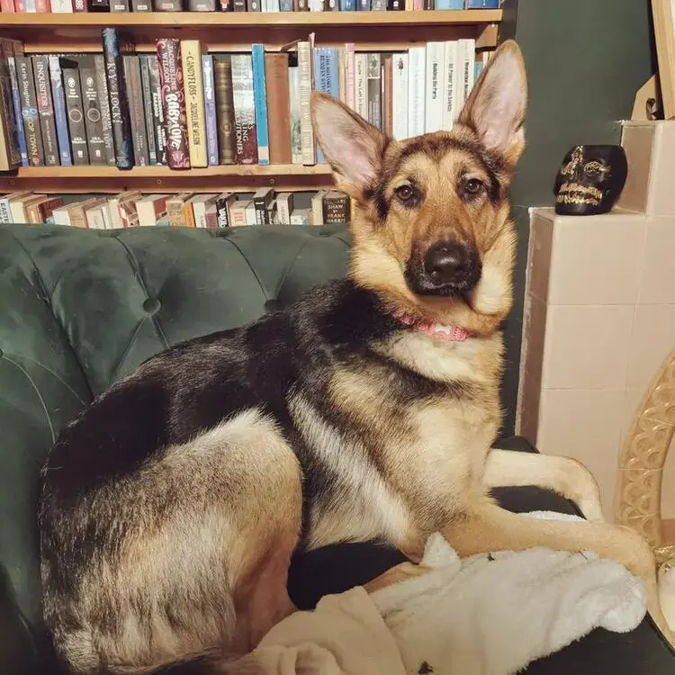German Shepherd Dog