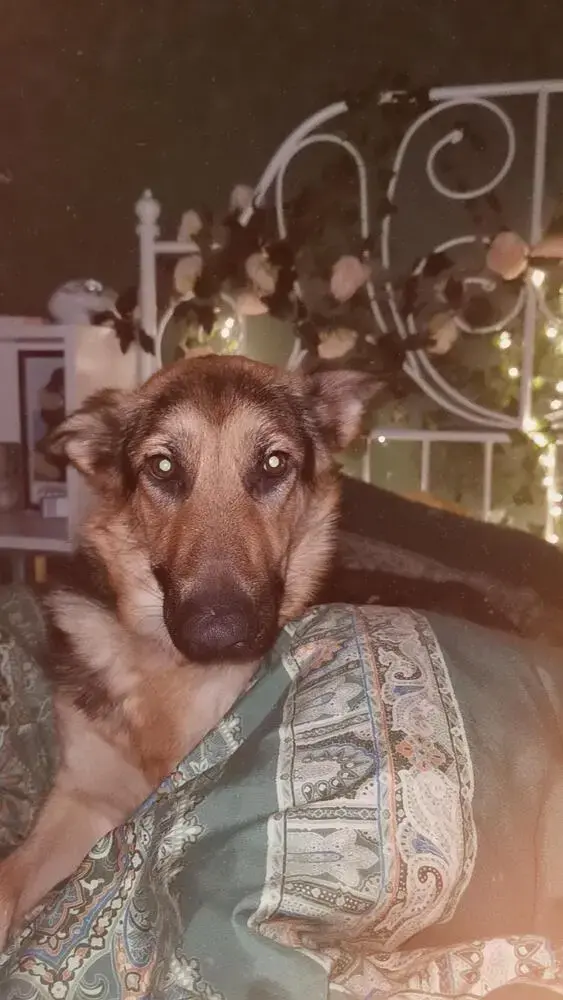 German Shepherd Dog