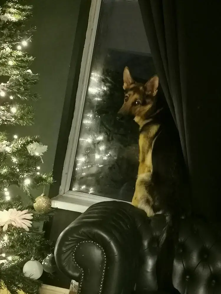 German Shepherd Dog