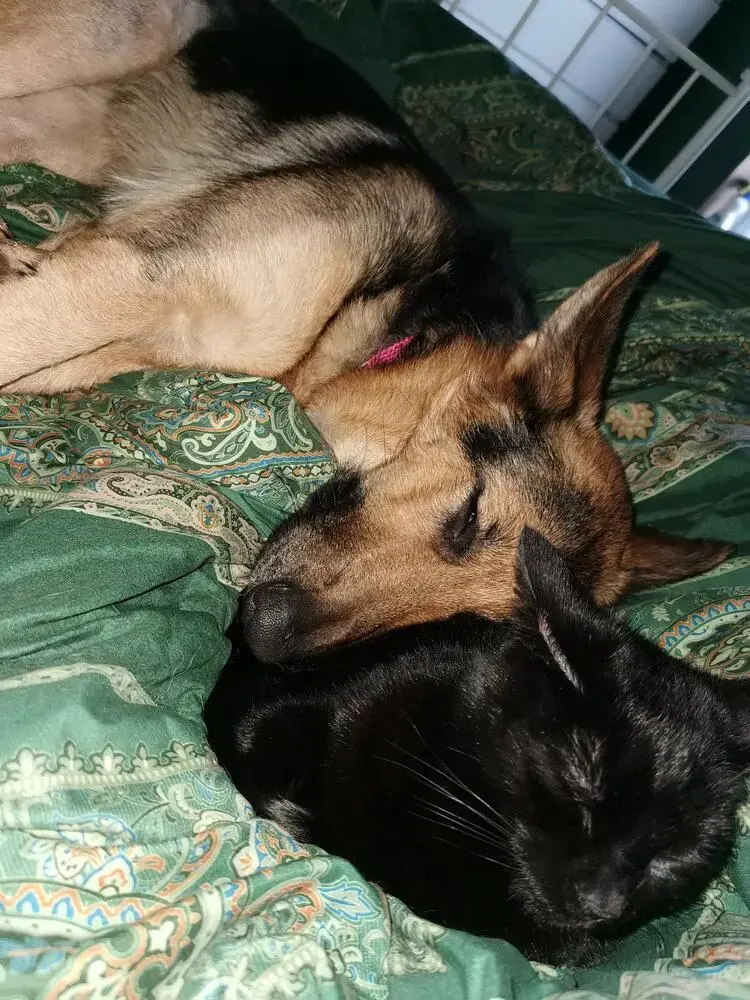 German Shepherd Dog