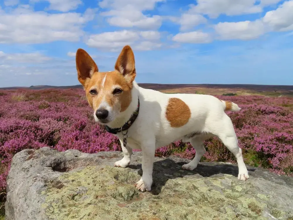 Jack Russell Terrier