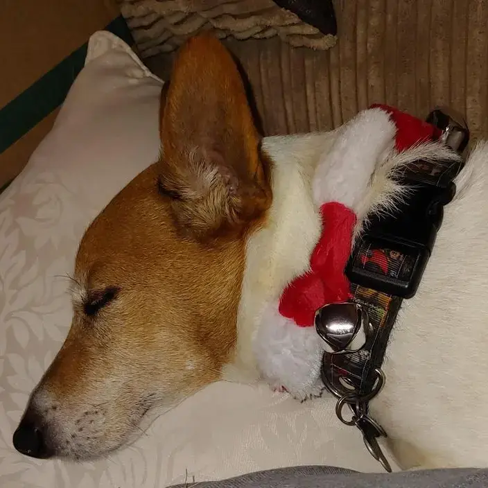 Jack Russell Terrier