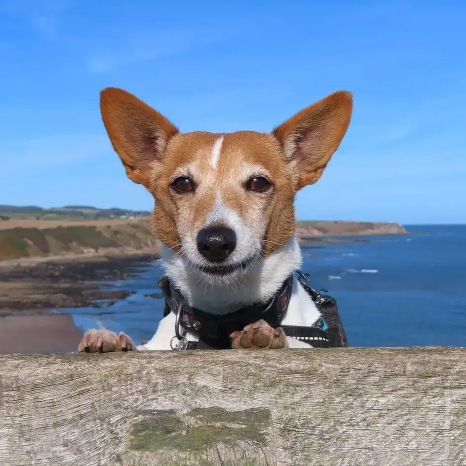 Jack Russell Terrier