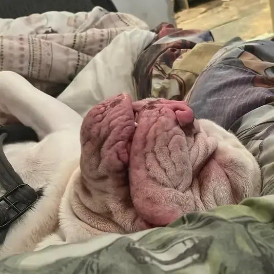 Bulldog