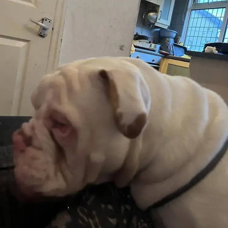Bulldog
