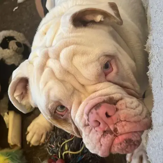 Bulldog