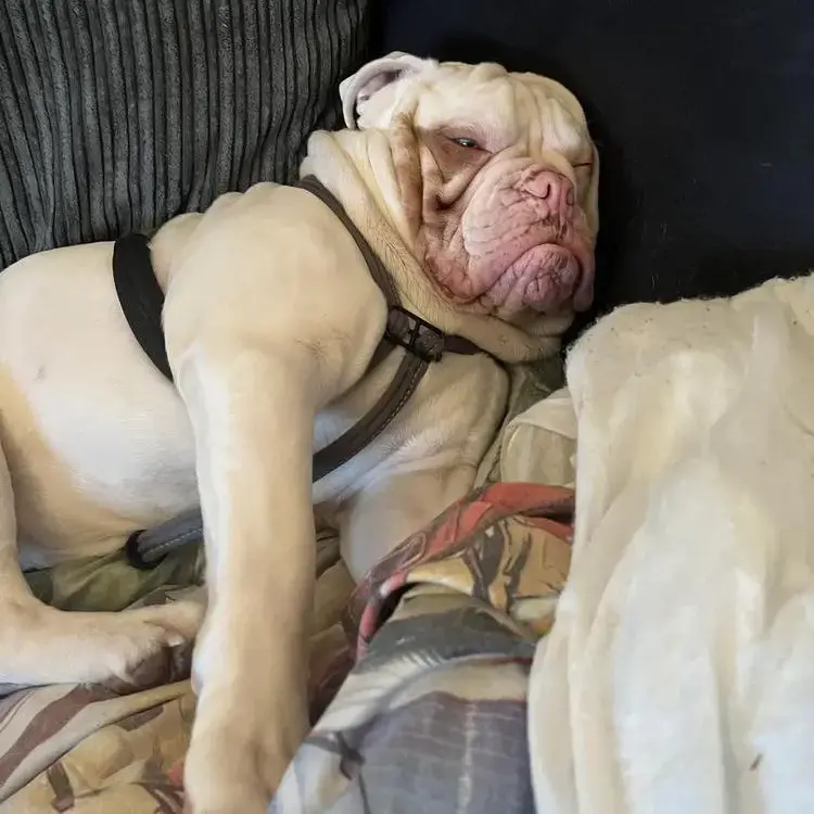 Bulldog