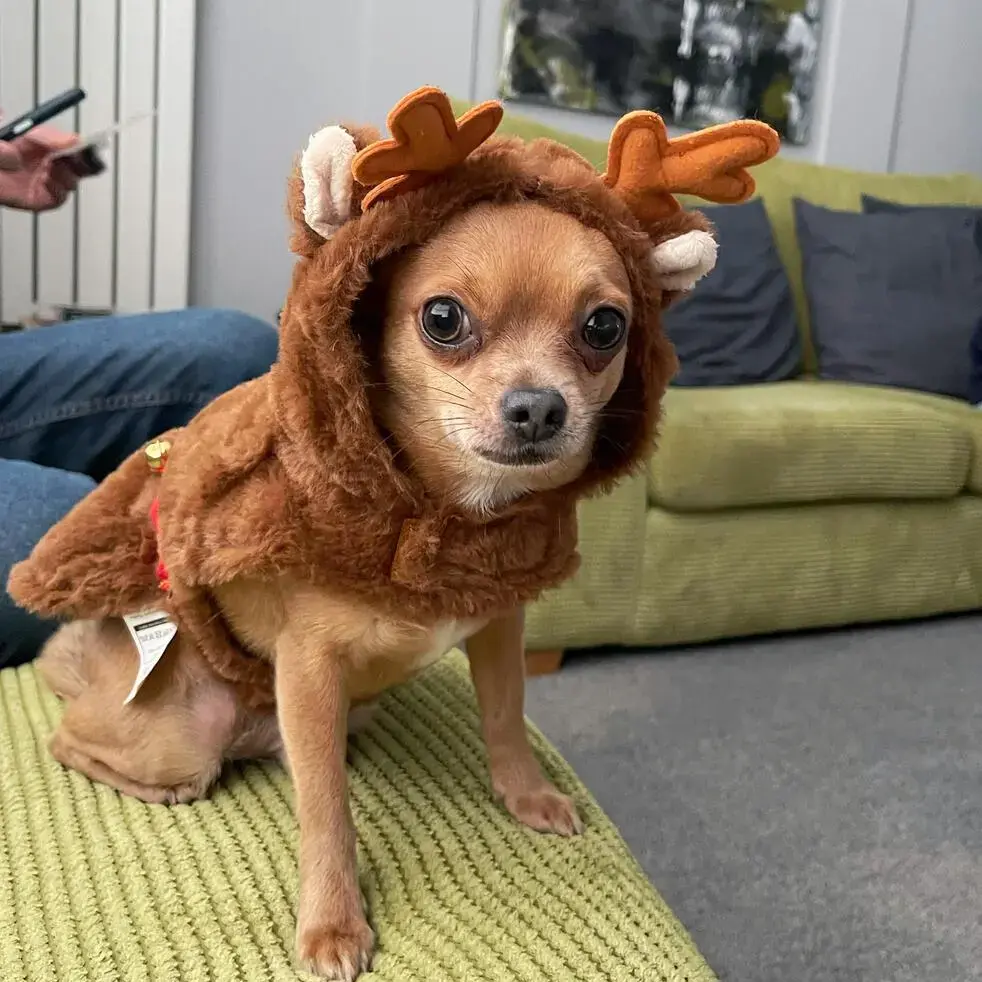 Chihuahua (Smooth Coat)