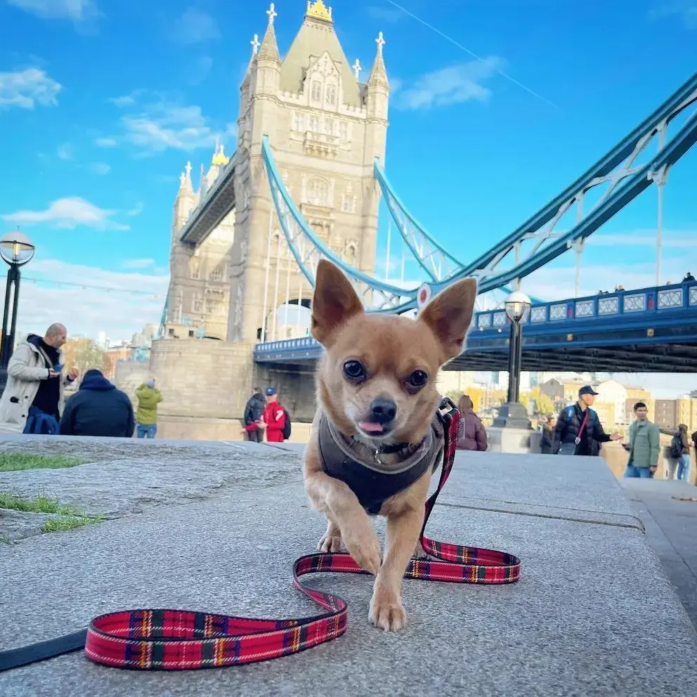 Chihuahua (Smooth Coat)