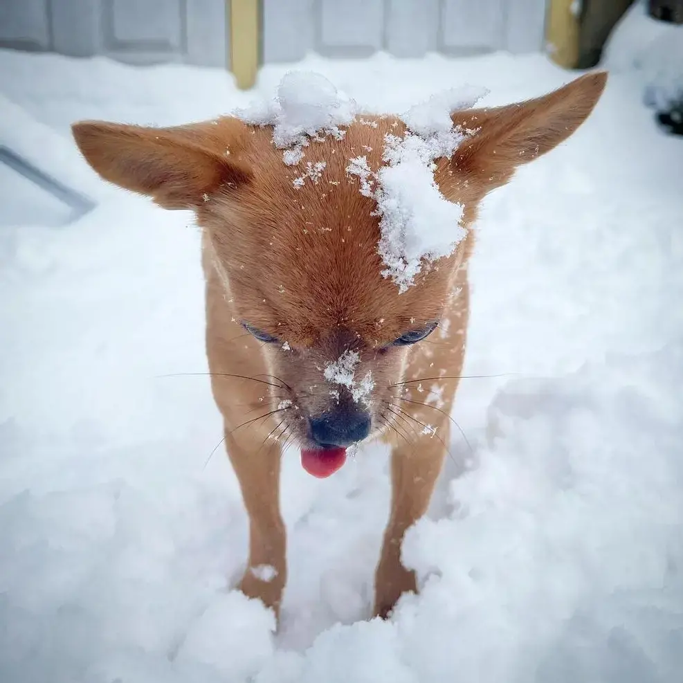 Chihuahua (Smooth Coat)