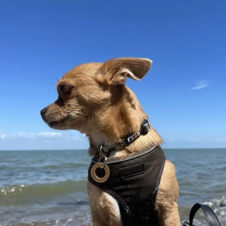 Chihuahua (Smooth Coat)