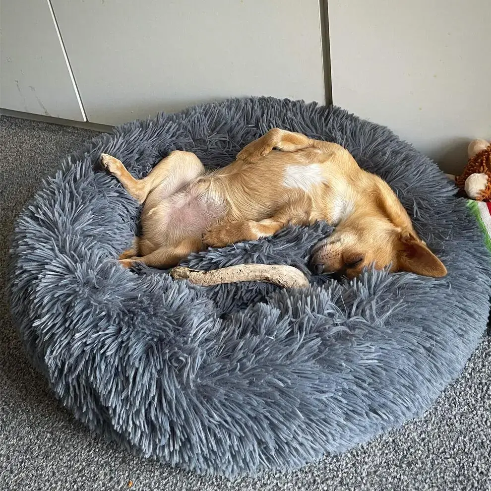 Chihuahua (Smooth Coat)