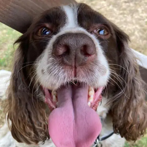 English Springer Spaniel