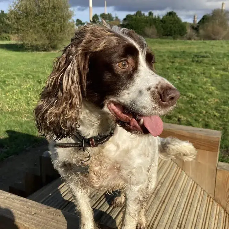 English Springer Spaniel
