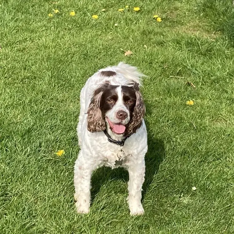 English Springer Spaniel